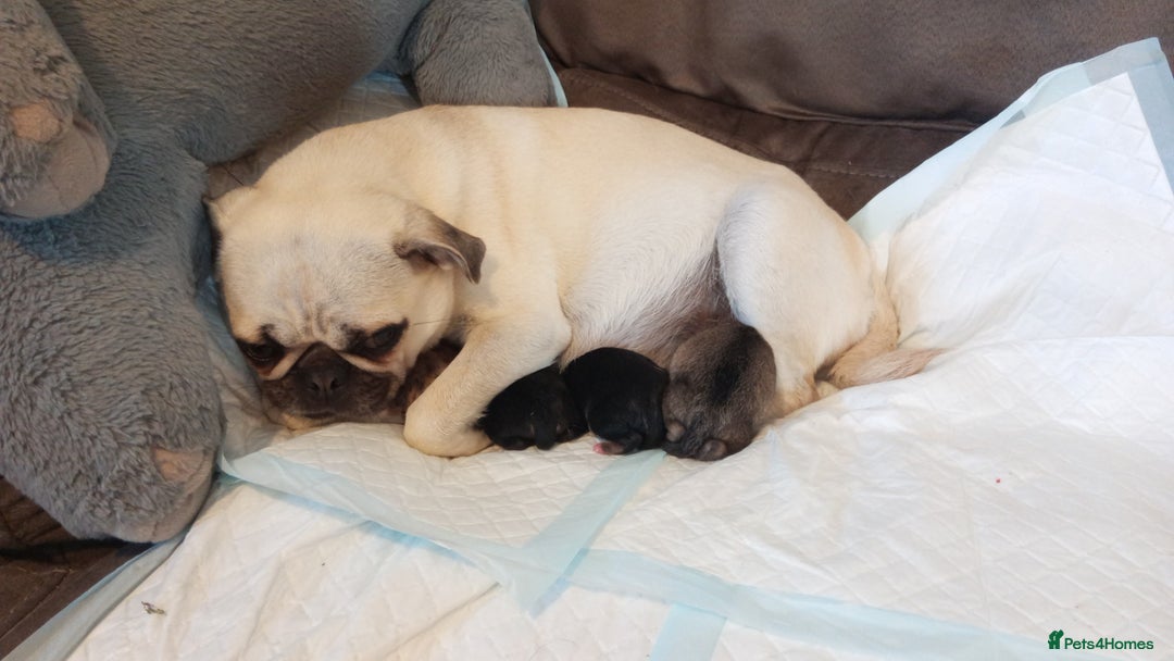 Mixed Breed dogs for sale: Pug X Collie pups (Pugollies) 3 Boys 2 Girls - Advert 23