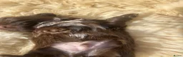Shih Tzu dogs for sale: Imperial Shihtzu Chocolates - Advert 16