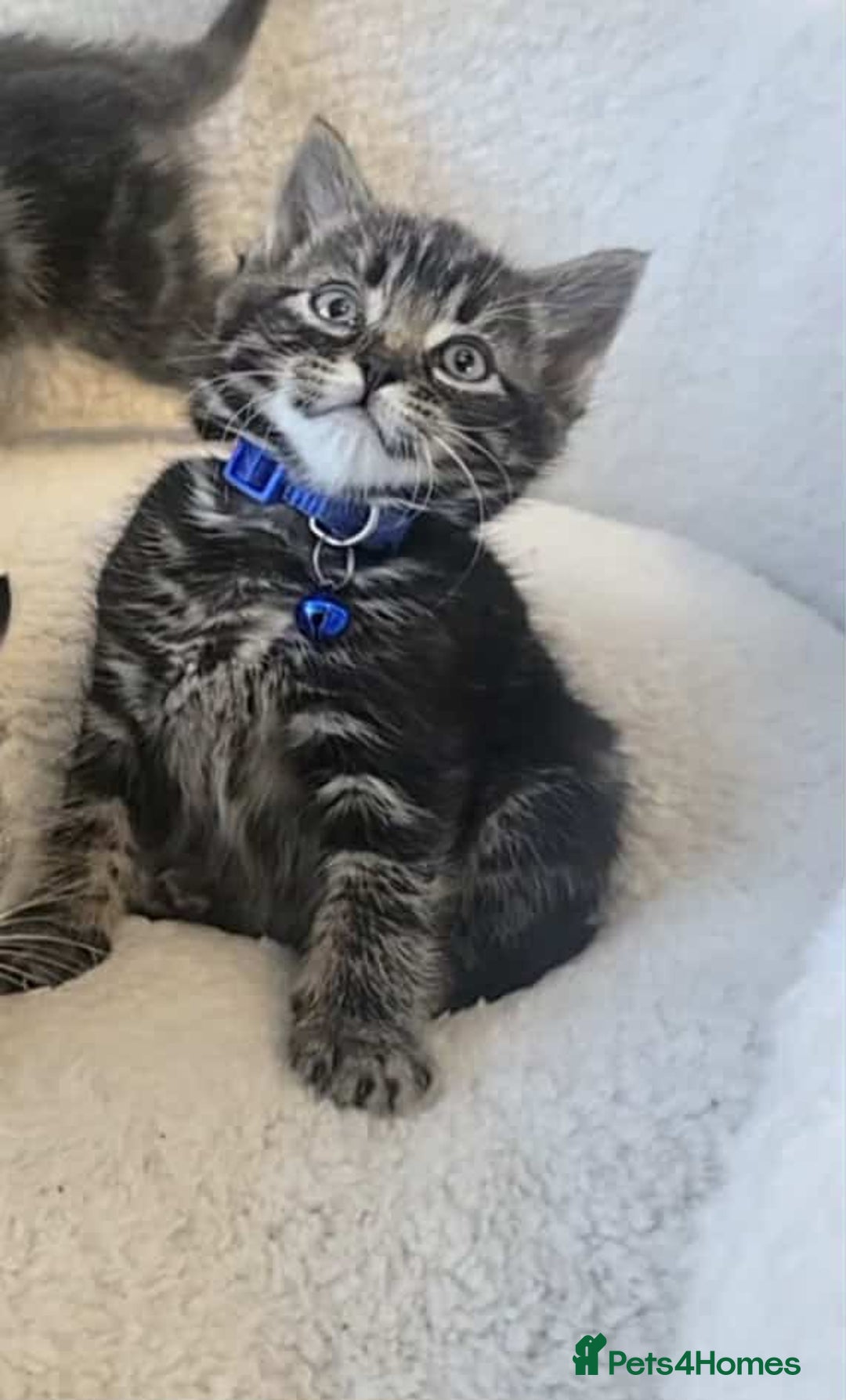 Maine Coon cats for sale: Adorable kittens Maine coon  - Image 6