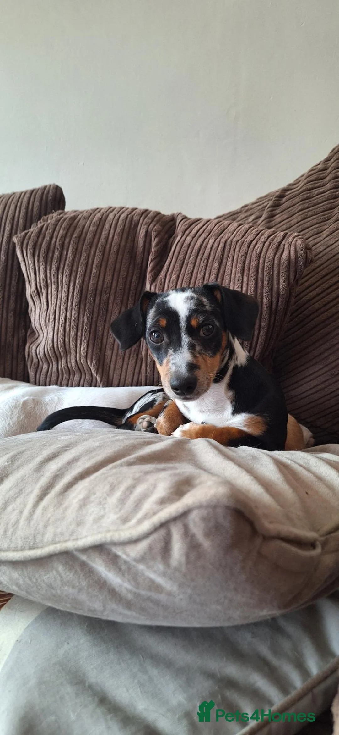 Mixed Breed dogs for sale: 7 month old mix breed Ziggy - Advert 14