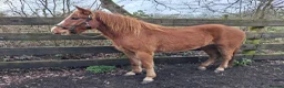 New Forest horses for sale: Smart registeted 3 year old geldings - Advert 4