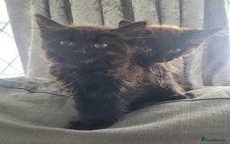 Ragdoll cats for sale: Stunning Radoll/Bengal MIx - Image 2