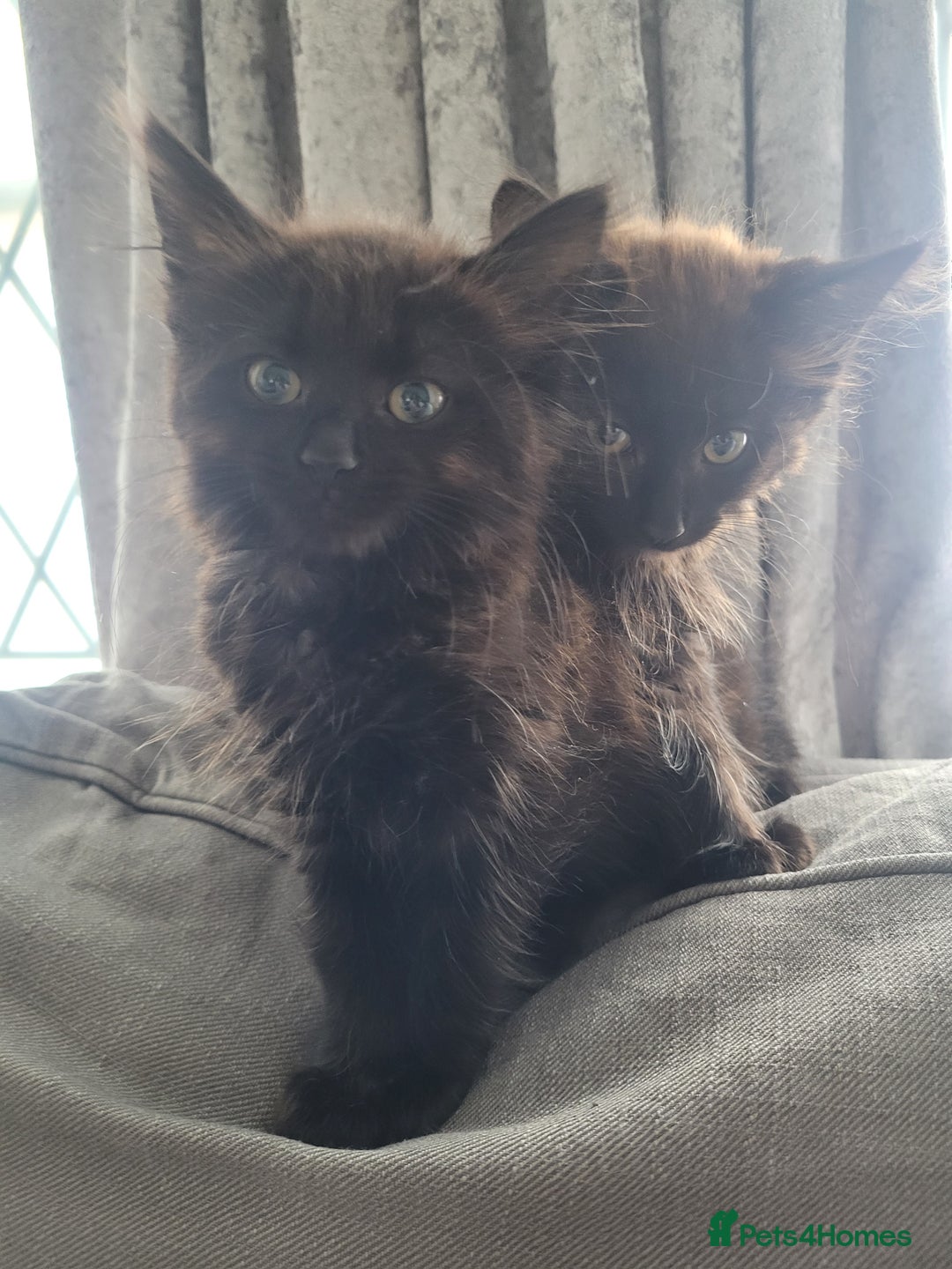 Ragdoll cats for sale: Stunning Radoll/Bengal MIx - Image 2