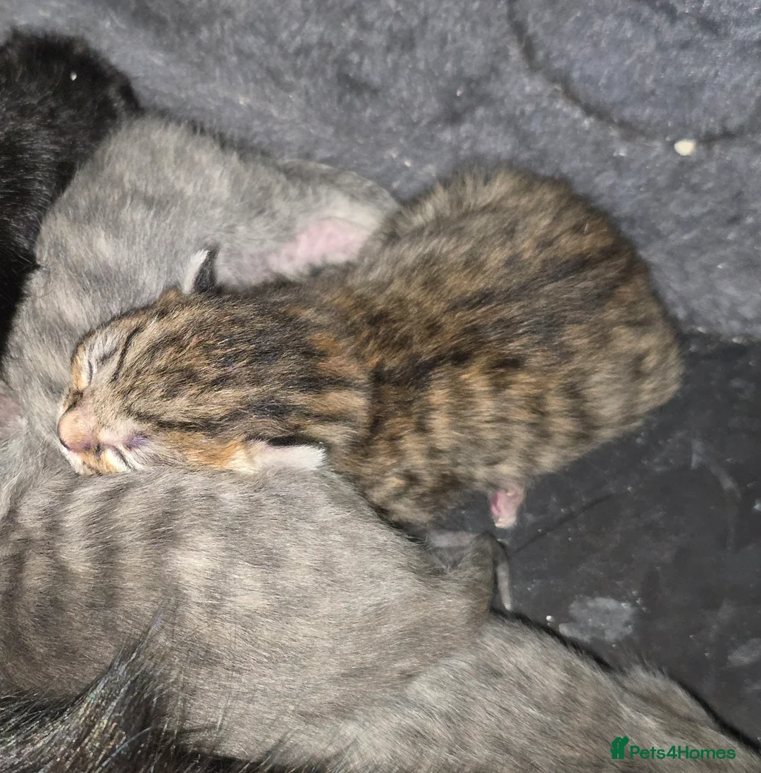 Norwegian Forest Cat cats for sale: Bengal X Norwegian Forest Cat - Advert 6