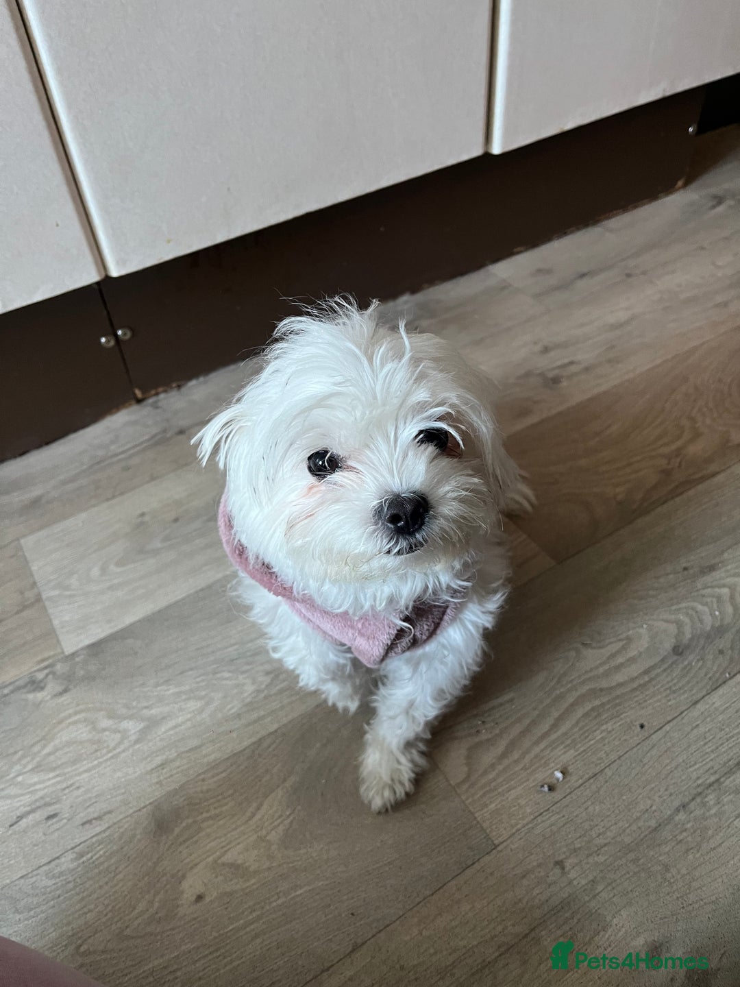 Maltese dogs for sale: Bichon mini toy Maltese  - Advert 2