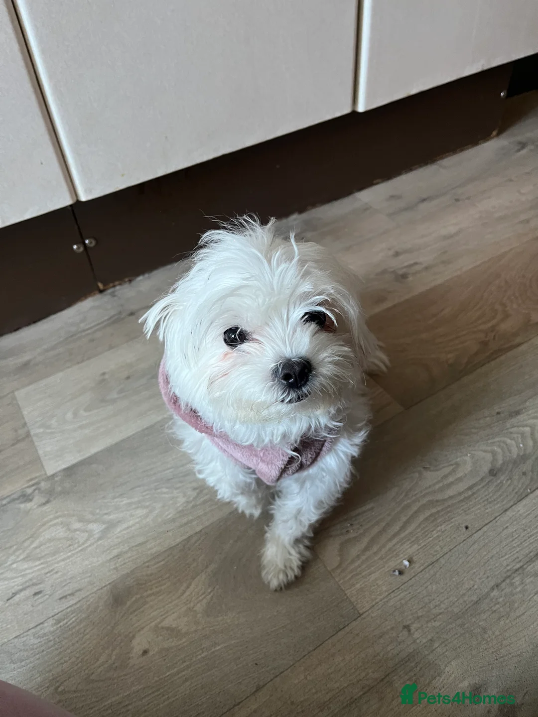 Maltese dogs for sale: Bichon mini toy Maltese  - Advert 2