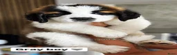 Saint Bernard dogs for sale: Baby bears - Advert 7