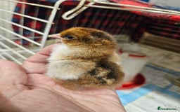 Chickens poultry for sale: Chicks  - Image 5