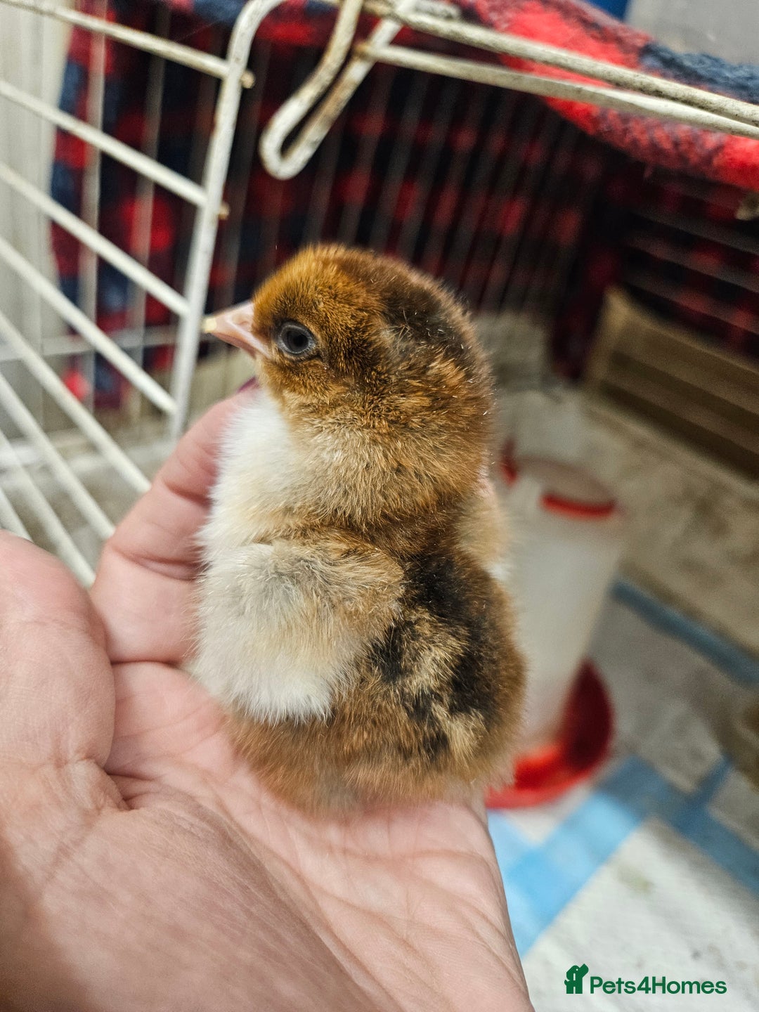 Chickens poultry for sale: Chicks  - Image 5