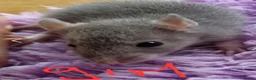 Rat rodents for sale: Baby rats  - Advert 5