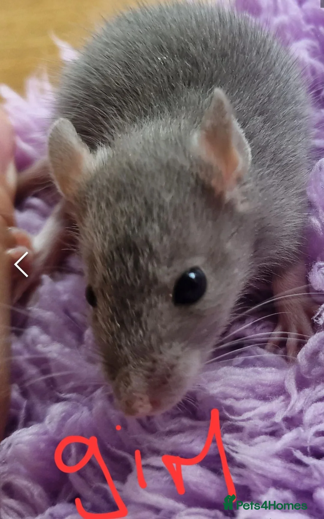 Rat rodents for sale: Baby rats  - Advert 5
