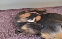 Border Terrier dogs for sale: Kc reg border terrier dog pups  - Advert 6