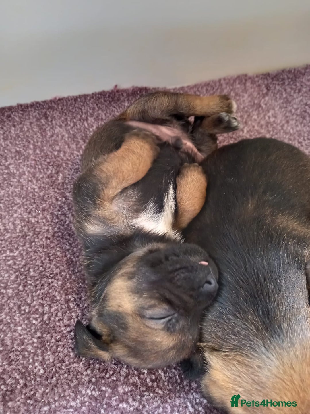 Border Terrier dogs for sale: Kc reg border terrier dog pups  - Advert 6