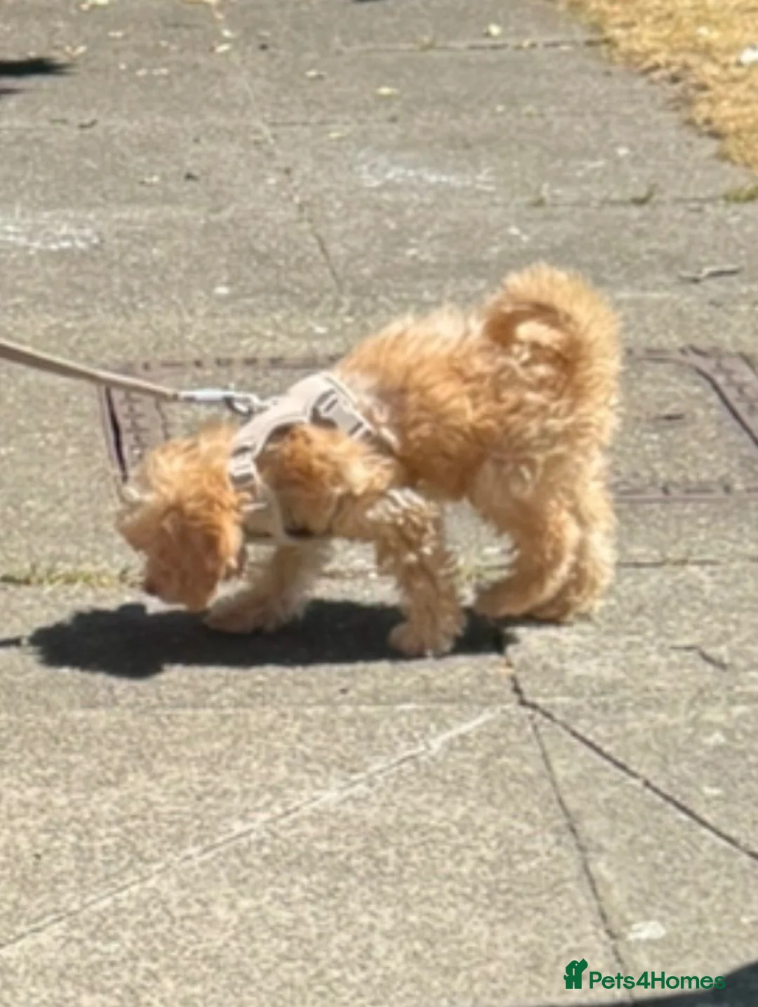 Cockapoo dogs for sale: Cockapoo puppy  in London - Advert 2