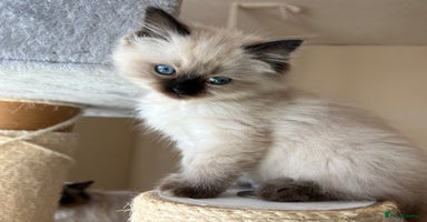 Ragdoll cats - Advert 10