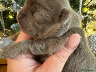 Chihuahua dogs Kc reg chocolate and lilac LC quality puppies - Advert 18