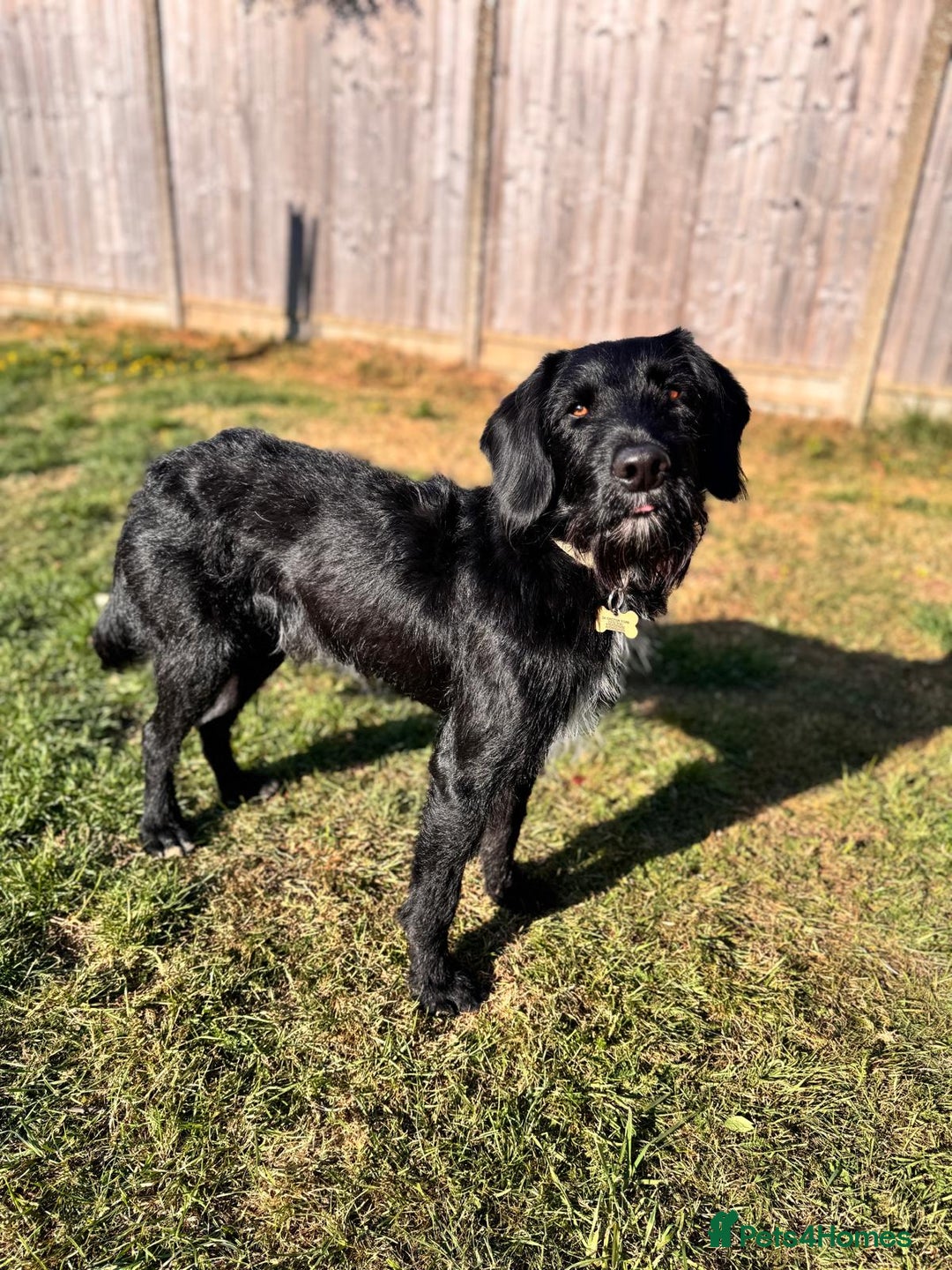 Labradoodle dogs for stud: F1b Miniature Labradoodle (Fully Health Tested) - Advert 10