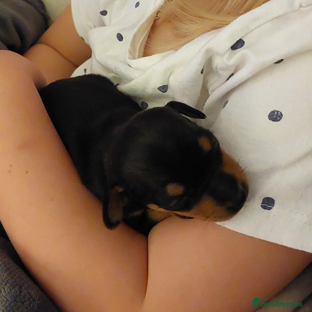 Miniature Pinscher dogs for sale: LAST PUPPY - LADYLUCKPINS KC MIN PINS - Advert 16