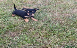 Jack Russell dogs for sale: Short legged smooth coated Jack Russell puppies  - Image 16