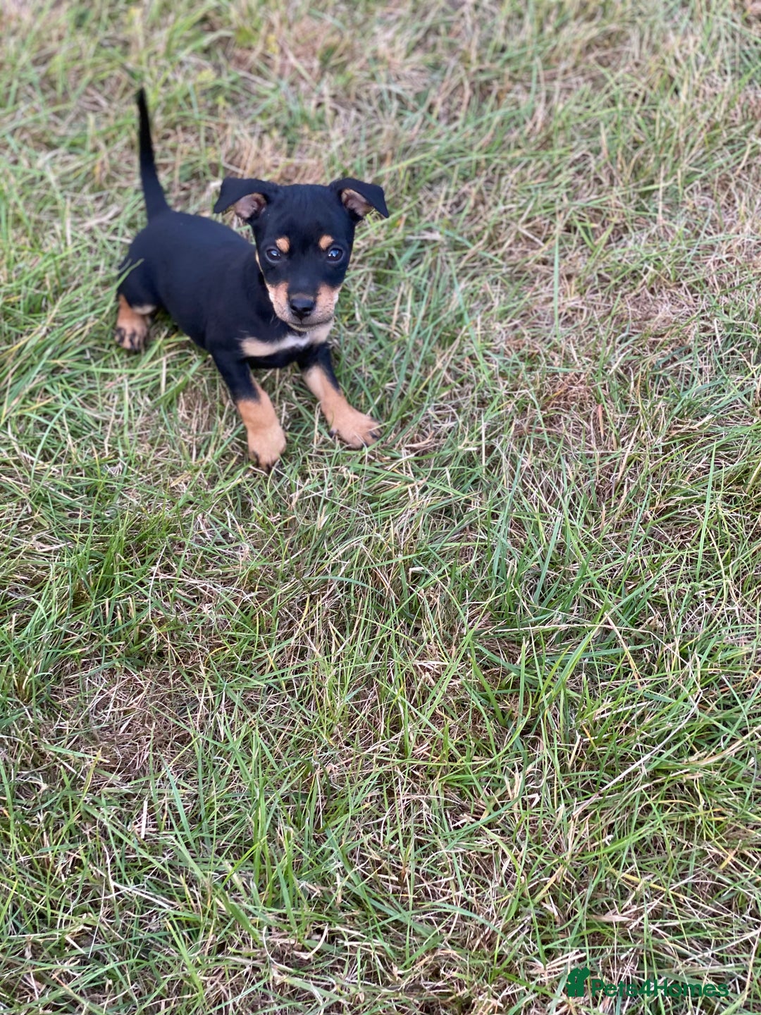 Jack Russell dogs for sale: Short legged smooth coated Jack Russell puppies  - Image 16