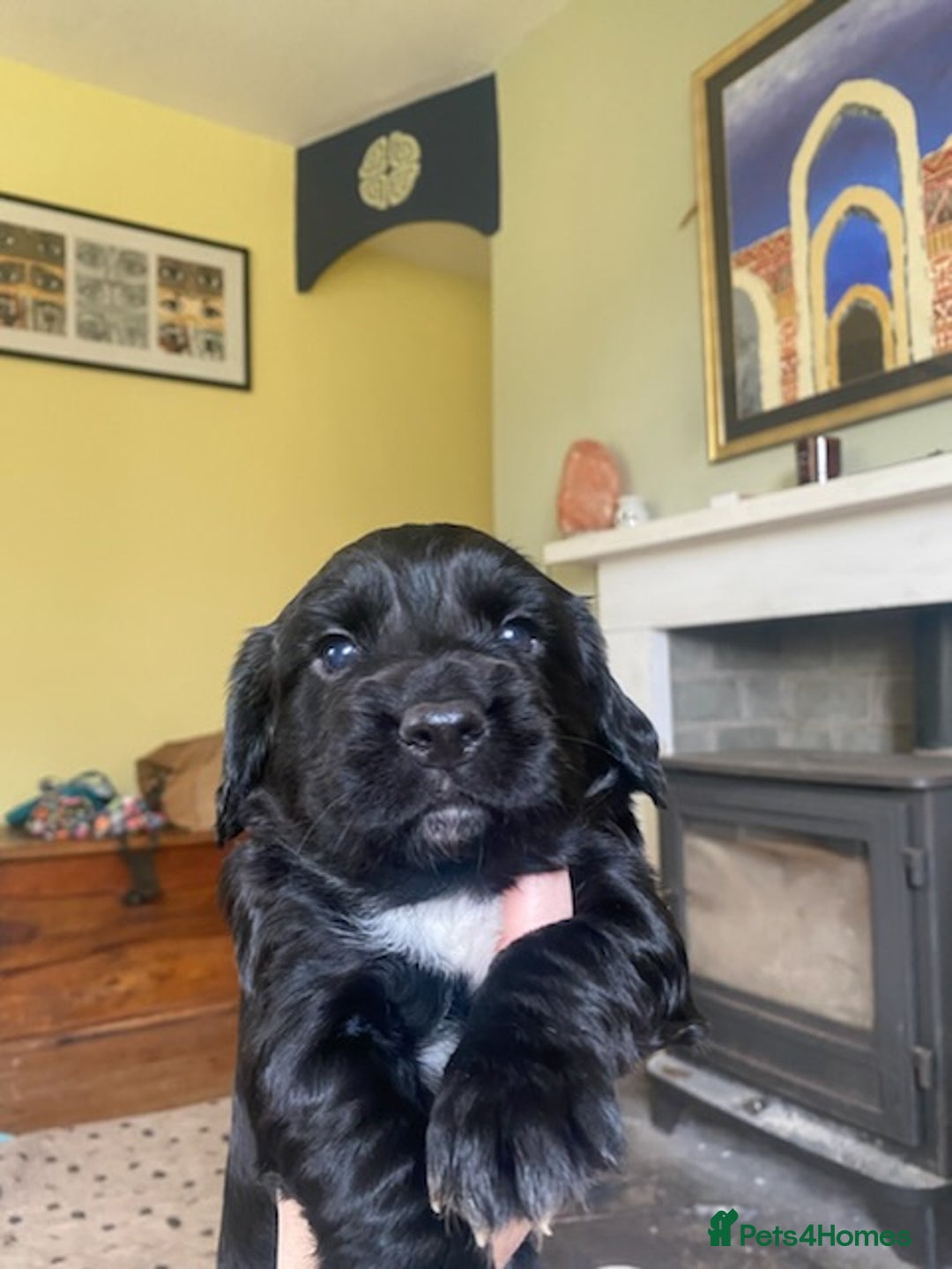 Sprocker dogs for sale: Gorgeous F1 health tested Sprockers  - Advert 9