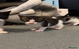 Domestic Shorthair cats for sale: 4 DSH kittens for sale - Image 7
