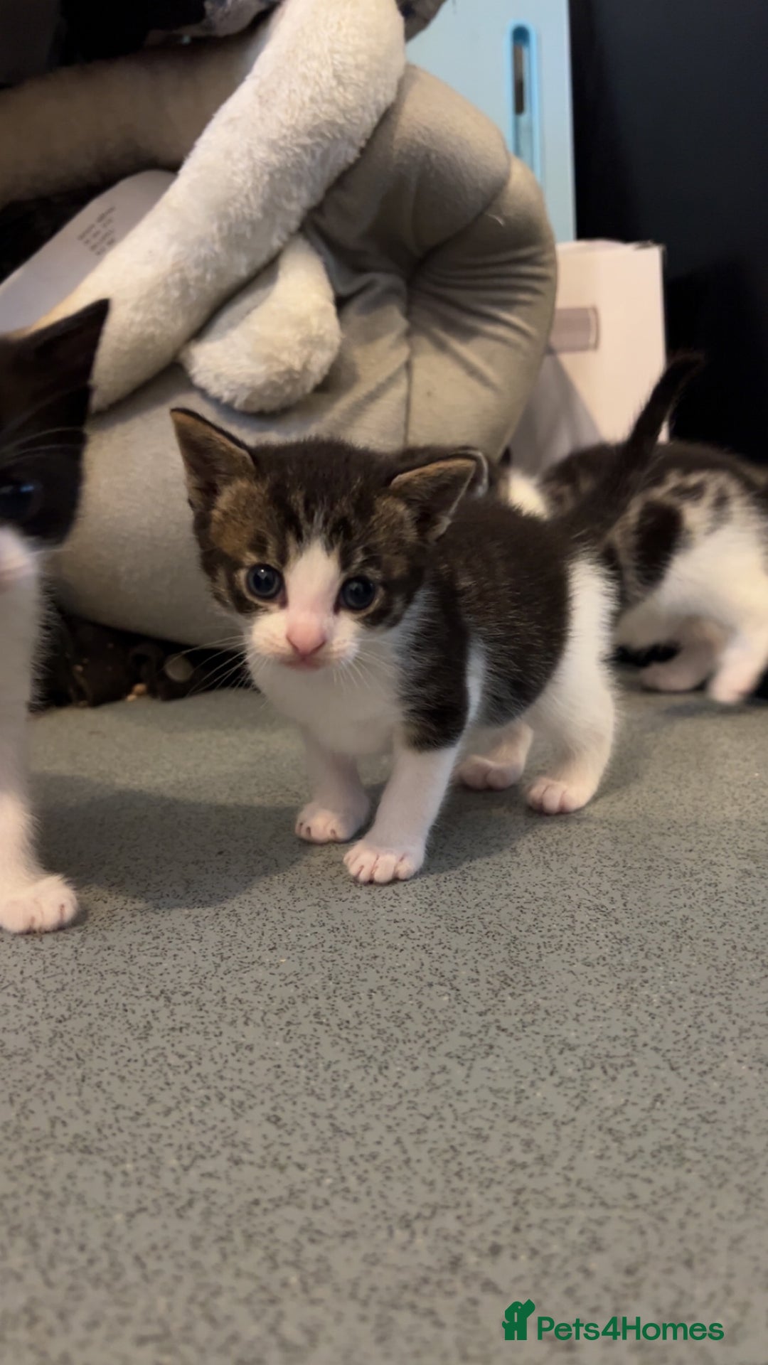 Domestic Shorthair cats for sale: 4 DSH kittens for sale - Image 7