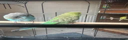 Budgerigars birds for sale: Lovely baby budgies in Dagenham  - Advert 4