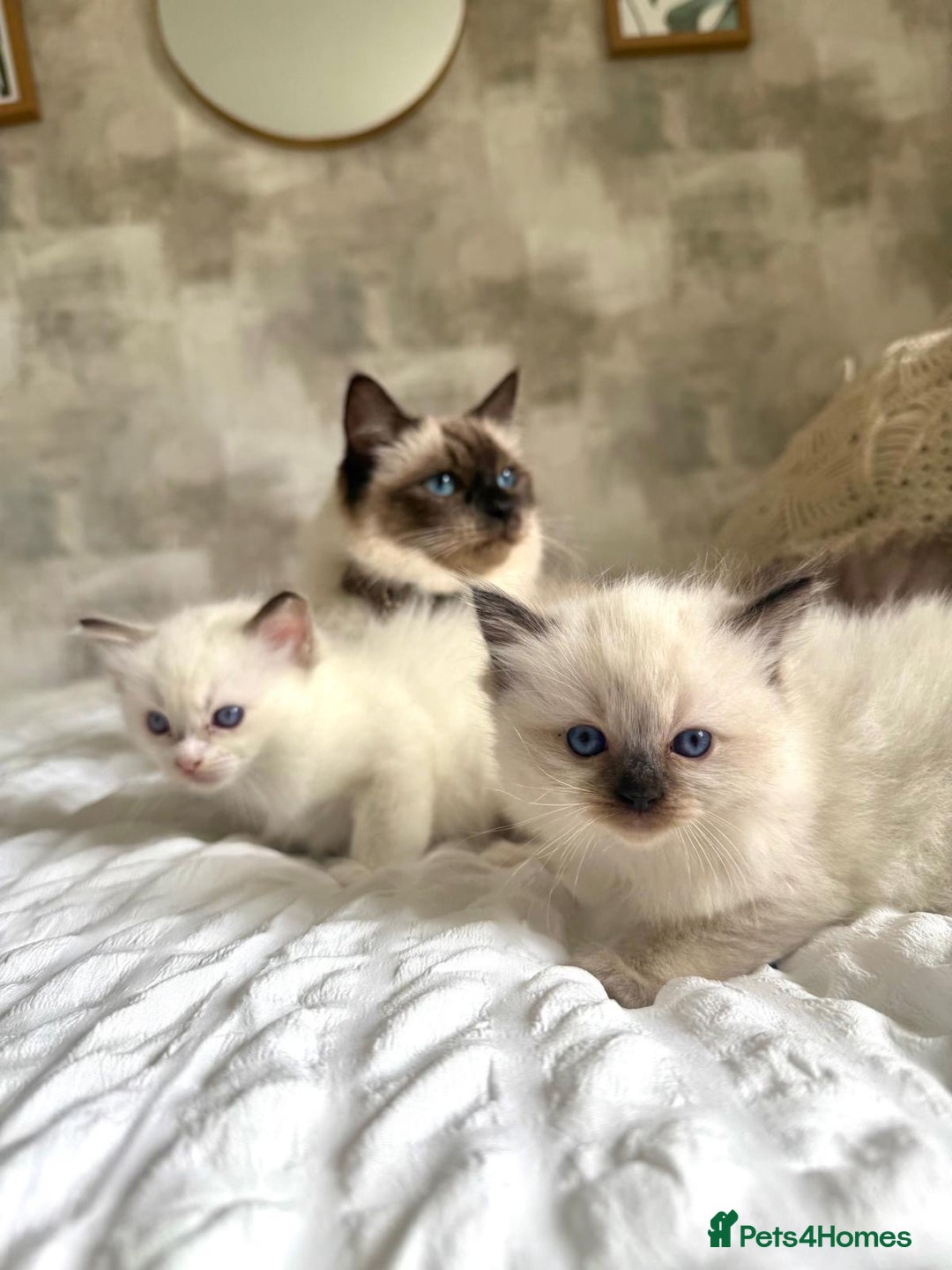 Ragdoll cats for sale: 🌸 Beautiful Purebred Ragdoll Kittens 🌸 - Image 9