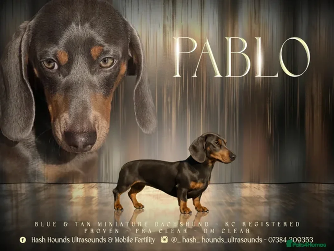 Miniature Dachshund dogs for sale: 4 beautiful miniature dachshund puppies - Advert 6