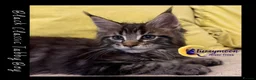 Maine Coon cats for sale: Gorgeous TICA Pedigree Maine Coon Kittens - Advert 12