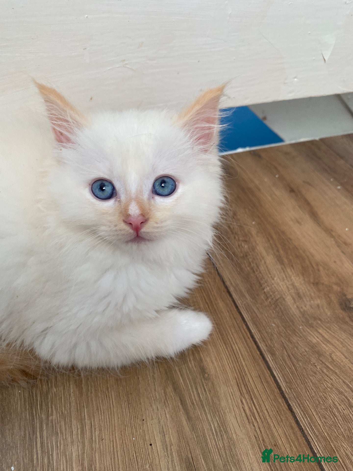 Ragdoll cats for sale: Flame point ragdoll  - Advert 1