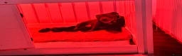 Staffordshire Bull Terrier dogs for sale: KC Staffordshire bull terrier pups for sale  - Advert 24