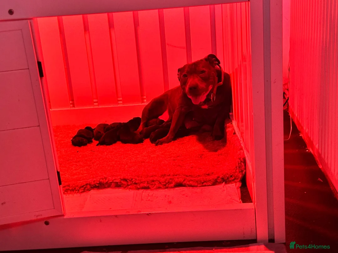 Staffordshire Bull Terrier dogs for sale: KC Staffordshire bull terrier pups for sale  - Advert 24