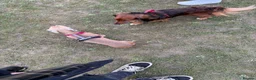 Miniature Dachshund dogs for sale: Miniature dashaund puppies  - Advert 3