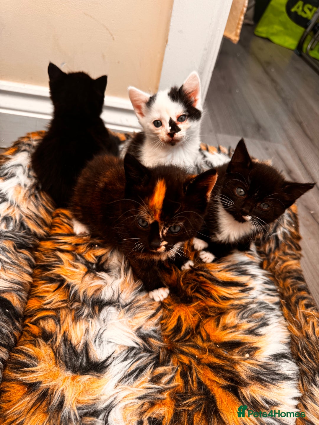 Domestic Shorthair cats for sale: 4 kittens(2 females,2 males) - Image 10