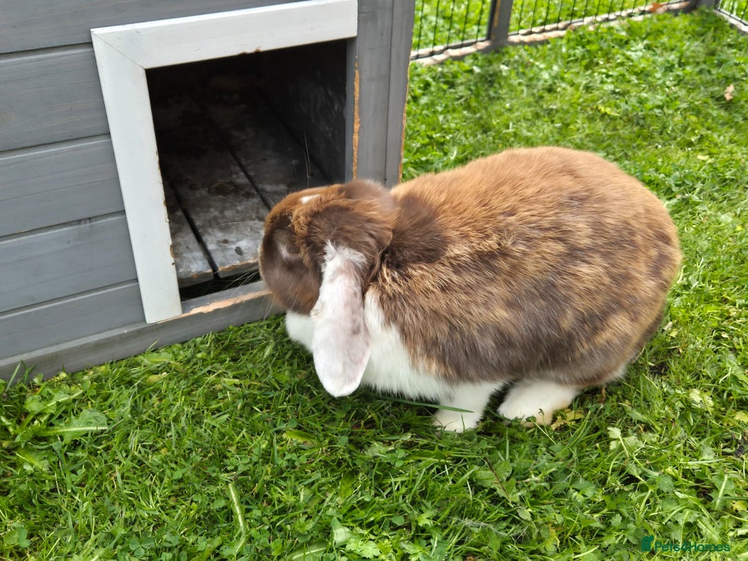 Mini Lop rabbits for sale: brown and white mini lop rabbit buck.  - Image 2
