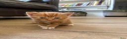 Mixed Breed cats for sale: 4 Ginger Male Kittens from 7th of September  in London - Advert 12