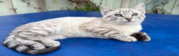 Keetso cats for sale: Superb rare polydactyl curled eared Keetso female  - Advert 10