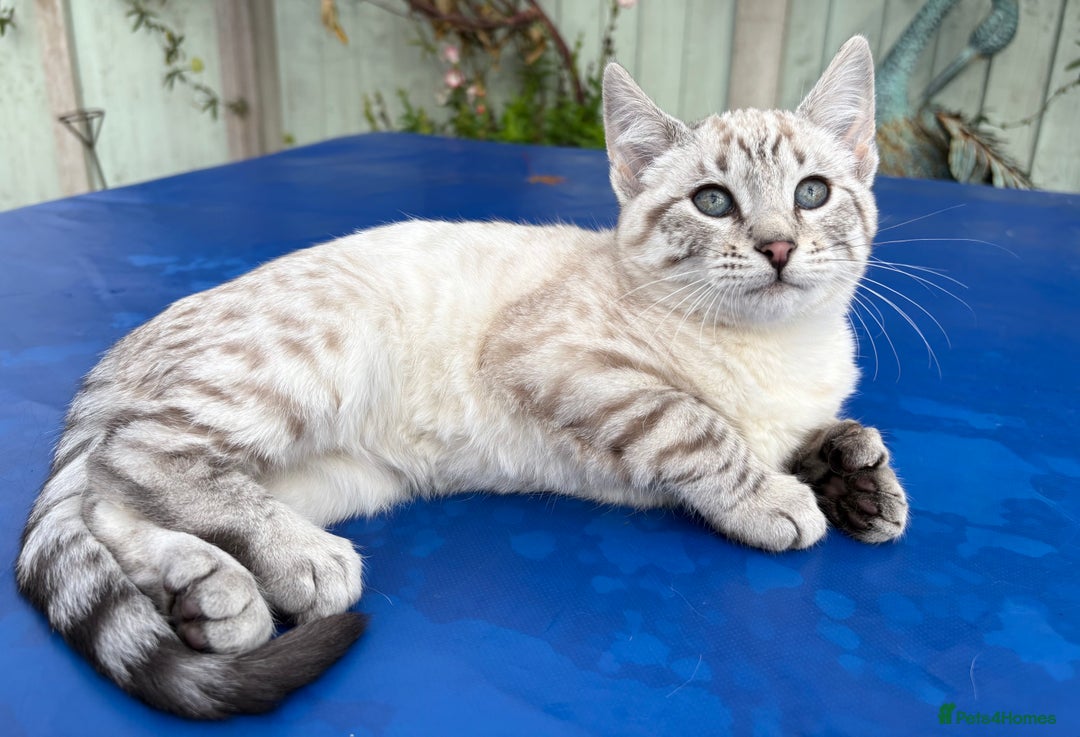 Keetso cats for sale: Superb rare polydactyl curled eared Keetso female  - Advert 10