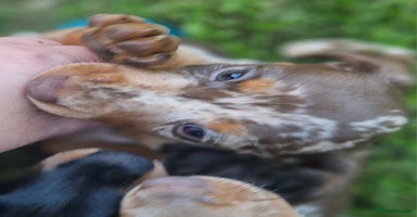Dachshund dogs - Advert 2