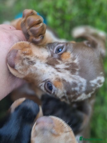 Dachshund dogs - Advert 4