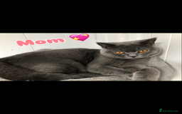 British Shorthair cats for sale: GCCF British shorthair kittens for Sale - Image 16