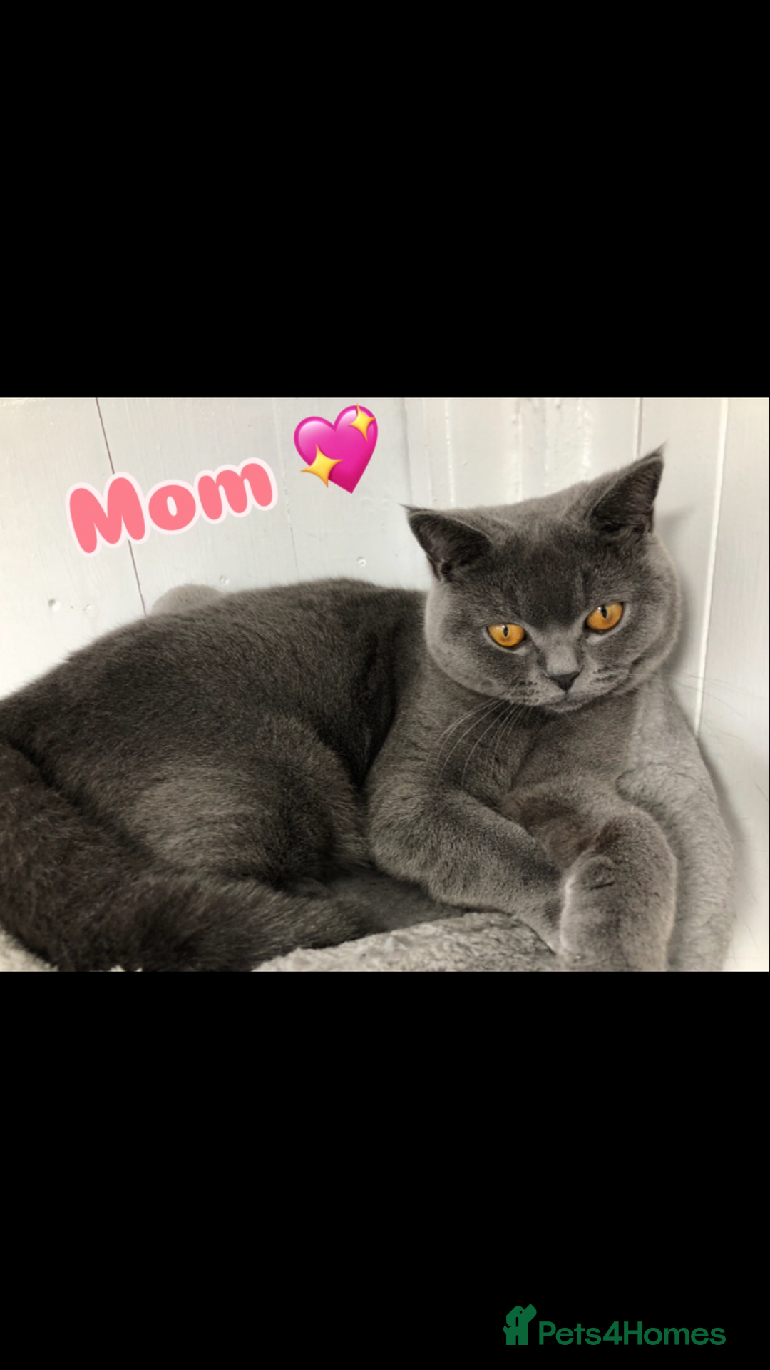 British Shorthair cats for sale: GCCF British shorthair kittens for Sale - Image 16