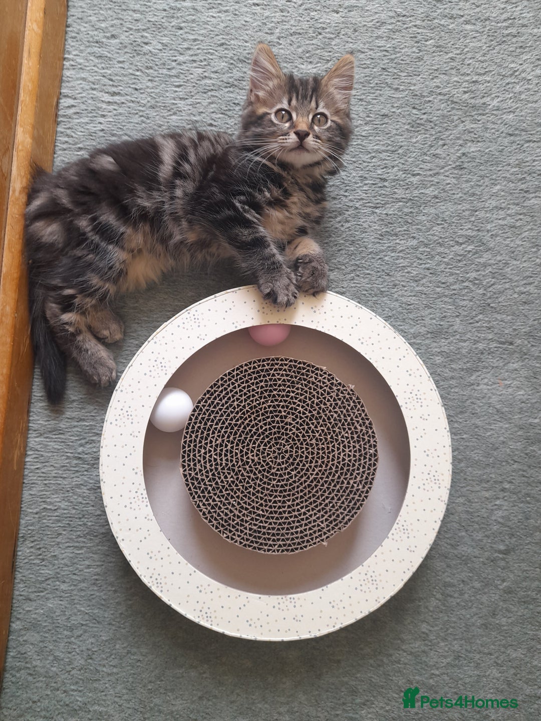 Mixed Breed cats for sale: Affectionate boy kitten in need of forever home - Image 4