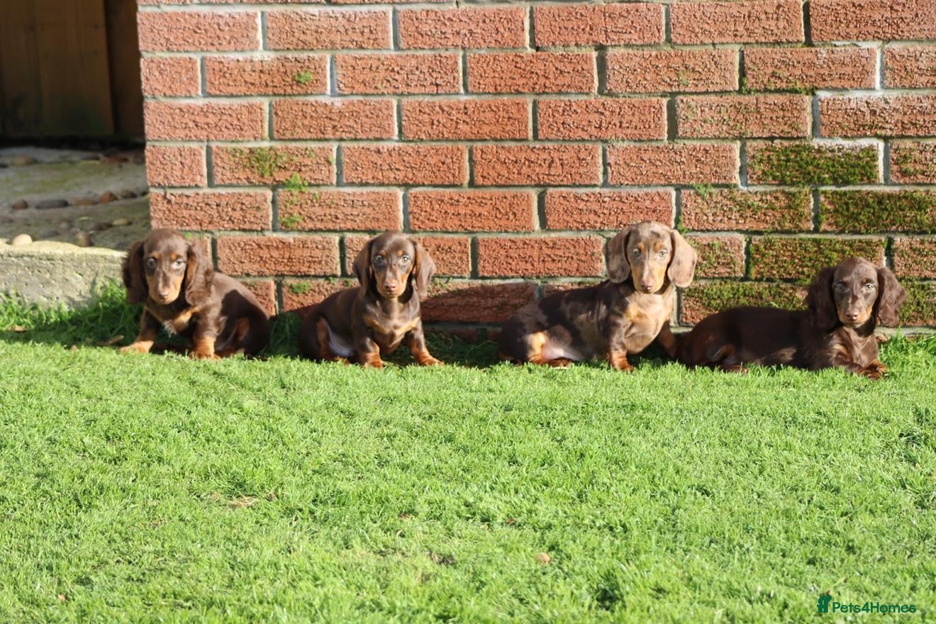 Dachshund dogs for sale: MINIATURE DACHSHUND PUPPIES FOR SALE - Advert 1