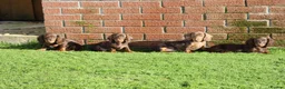 Dachshund dogs for sale: MINIATURE DACHSHUND PUPPIES FOR SALE - Advert 1