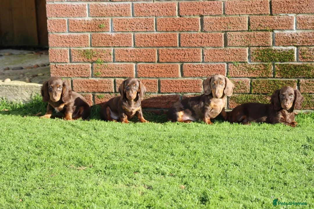 Dachshund dogs for sale: MINIATURE DACHSHUND PUPPIES FOR SALE - Advert 1