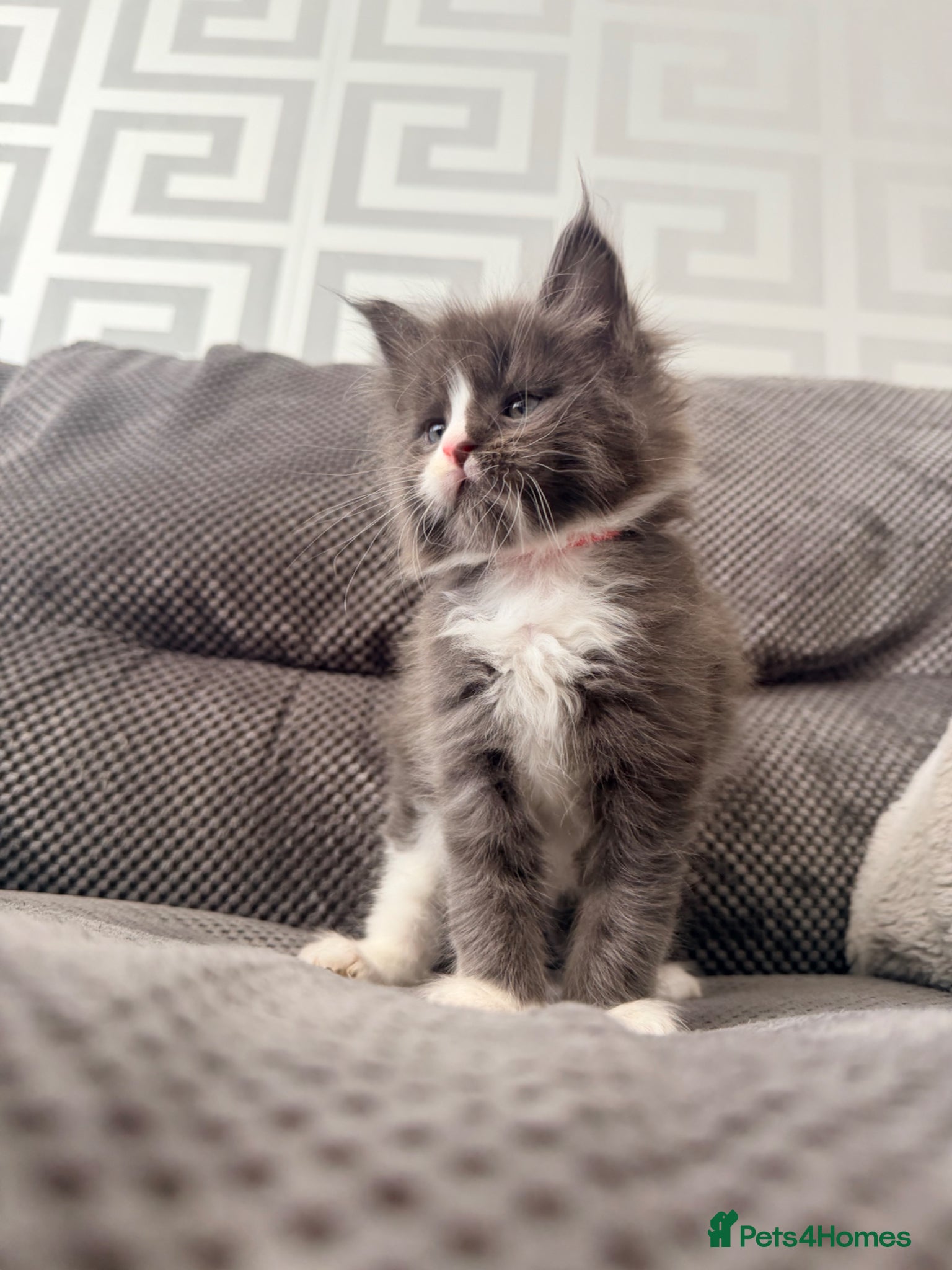 Maine Coon cats Last 2 gorgeous kittens - Advert 11