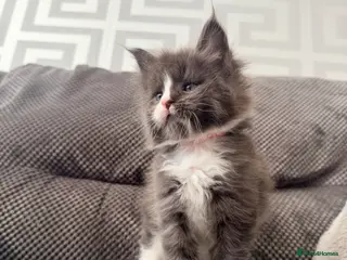 Maine Coon cats Last 2 gorgeous kittens - Advert 11